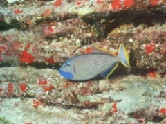 Xanthichthys auromarginatus