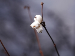 Symphoricarpos albus