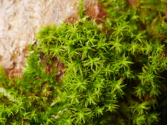 Lewinskya affinis
