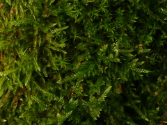 Hypnum cupressiforme