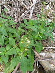 Crassocephalum crepidioides