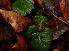 Geum urbanum