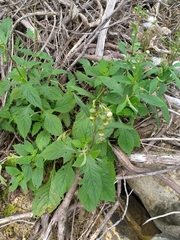 Crassocephalum crepidioides