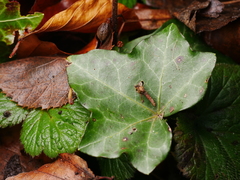 Hedera helix