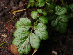 Geum urbanum
