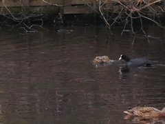 Fulica atra