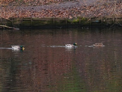 Anas platyrhynchos