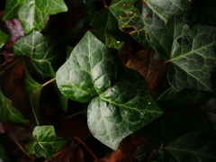 Hedera helix