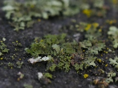 Phaeophyscia nigricans