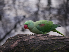 Alexandrine Parakeet photo 2