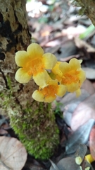 Colea