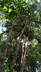 Colea