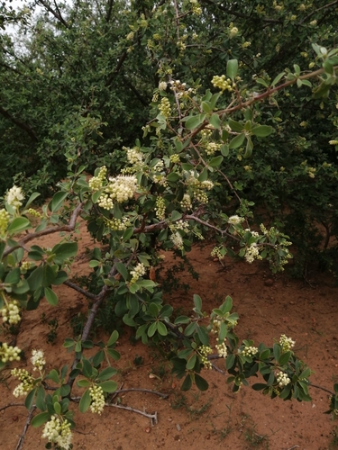Terminalia prunioides (Terminalia prunioides)