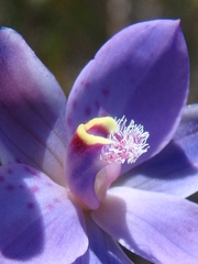 Thelymitra x merraniae