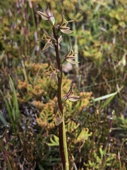 Prasophyllum sphacelatum