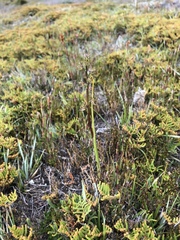 Prasophyllum sphacelatum