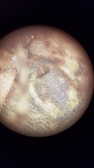 Cryptaranea invisibilis