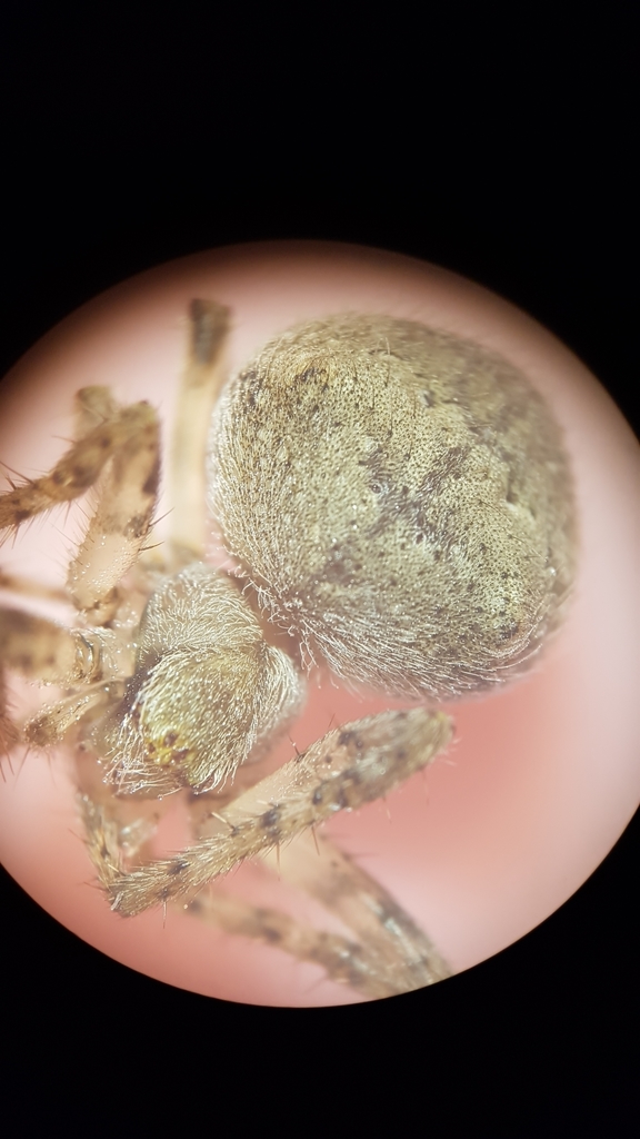 Cryptaranea invisibilis