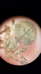 Cryptaranea invisibilis