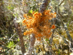 Teloschistes puber