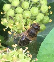 Eristalis pertinax