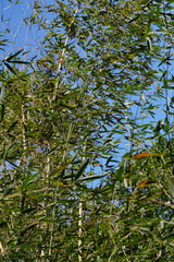 Phyllostachys makinoi