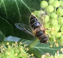 Eristalis pertinax