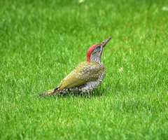 Picus viridis