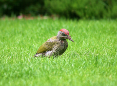 Picus viridis