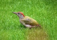 Picus viridis