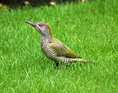 Picus viridis