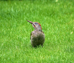 Picus viridis