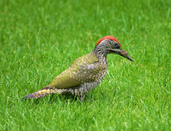 Picus viridis