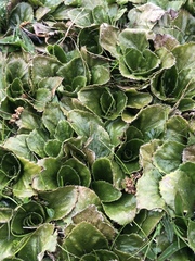 Gunnera cordifolia
