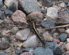 Phanogomphus spicatus