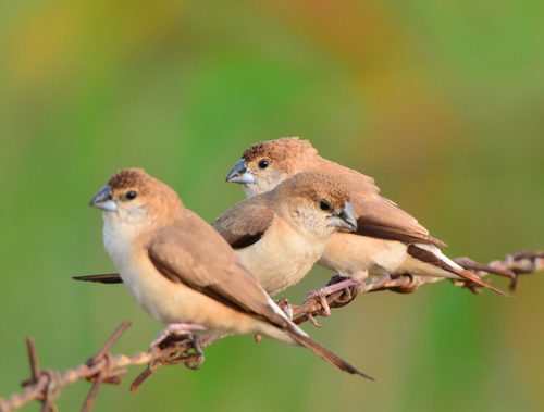 Indian Silverbill