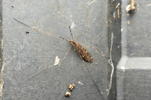 Sixspot Cranefly