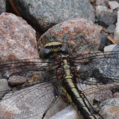 Phanogomphus spicatus