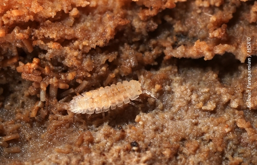 Monocyphoniscus bulgaricus