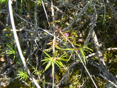 Pharnaceum aurantium