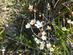 Pharnaceum aurantium