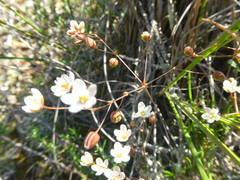 Pharnaceum aurantium