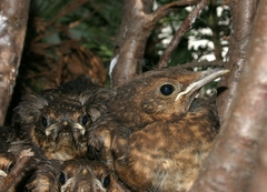 Turdus merula