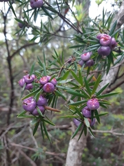 Cyathodes glauca