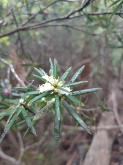 Cyathodes glauca