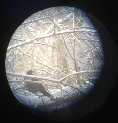 Corvus cornix × corone