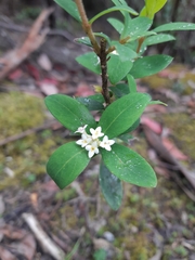 Pimelea drupacea