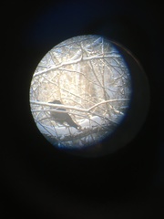 Corvus cornix × corone