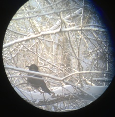 Corvus cornix × corone