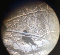 Corvus cornix × corone